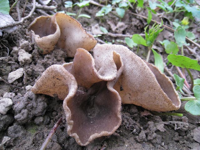 Il Risveglio dei Funghi .... in Brianza